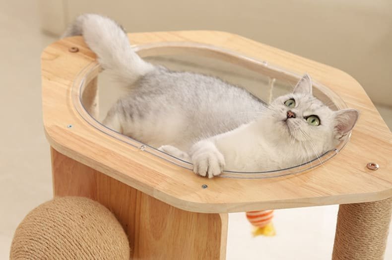 Kitten Interactive Scratcher Caso Machinery 19 790x524