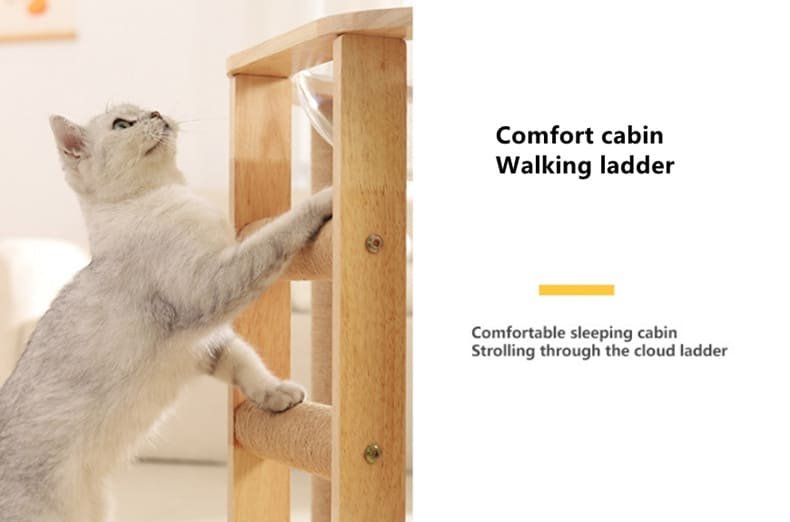 Kitten Interactive Scratcher Caso Machinery 20 790x522