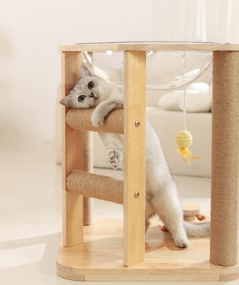Kitten Interactive Scratcher Caso Machinery 21 790x941